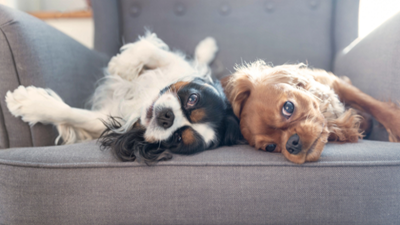 Preparing your pet for time alone at home