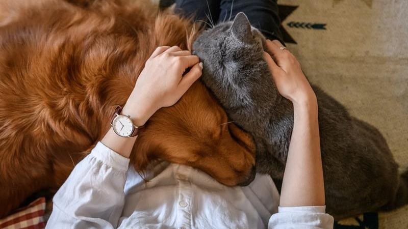 Conditions préexistantes en assurance pour animaux de compagnie