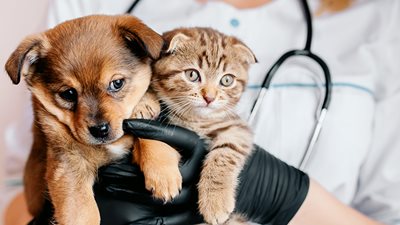 The ultimate guide for first-time pet owners