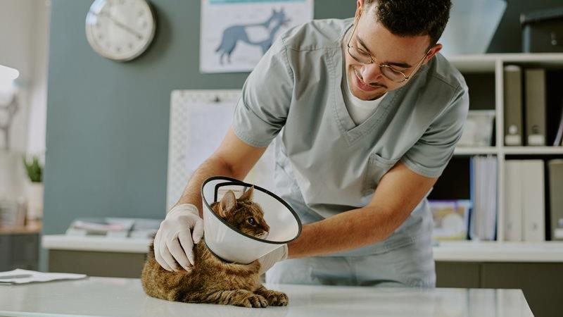 Conseils sur la cicatrisation des incisions de stérilisation chez le chat