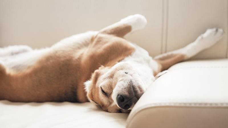 The-Sun-Worshipper-Petsecure.jpeg The-Sun-Worshipper-Petsecure.jpeg