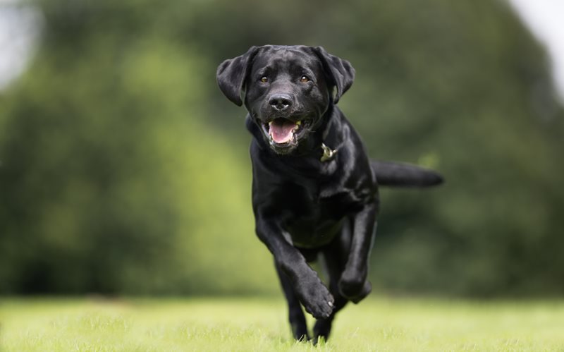 Labrador-Retriever-Petsecure.jpeg
