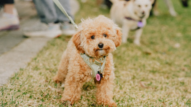 How Petsecure helped Koko’s family through a medical emergency