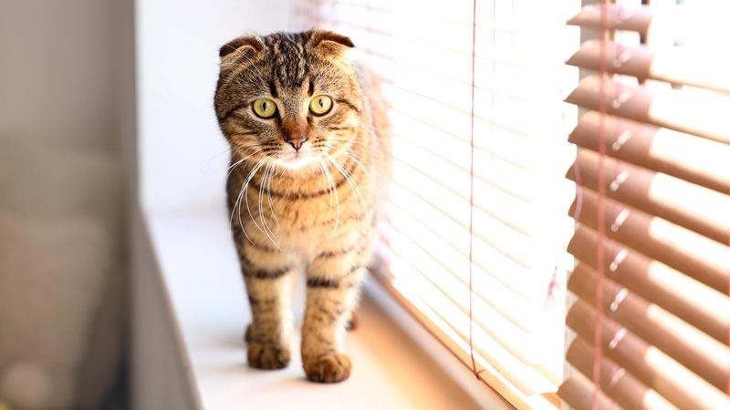 A Scottish Fold cat walks along a window sill