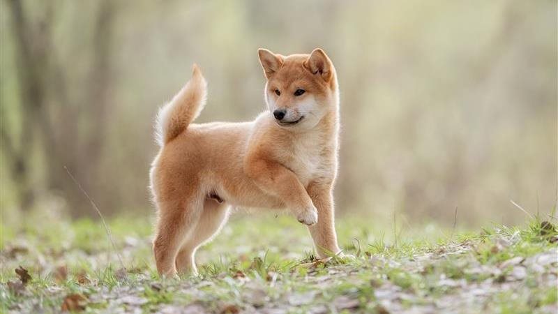 Shiba Inu scouting report: personality, care and cost