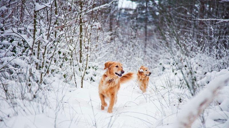 Winter pet safety: keeping your pet cozy