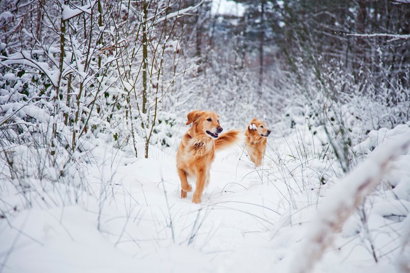 Conseils de sécurité hivernale — le confort de votre animal