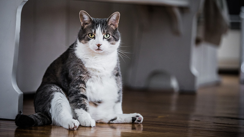 cat-concerns-2.jpg cat-concerns-2.jpg