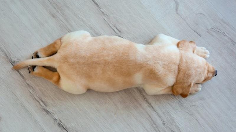 The-Superman-Petsecure.jpeg The-Superman-Petsecure.jpeg