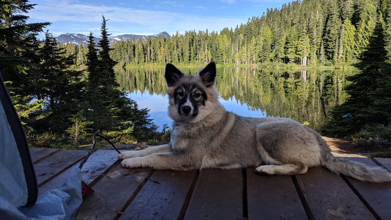 Pet spotlight: Mika's story