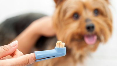 What you need to know about pet dental care