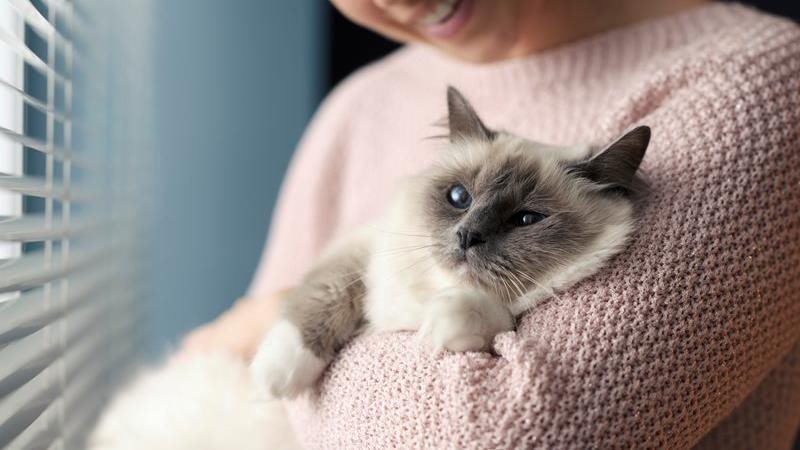 A Birman cat is held in it's owner's arms