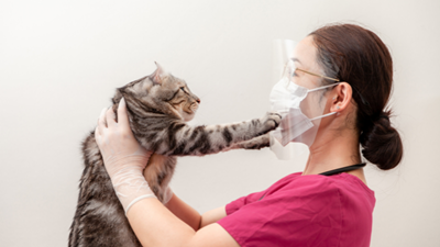 4 ways COVID-19 changed veterinary clinics