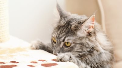 Is my cat overweight?