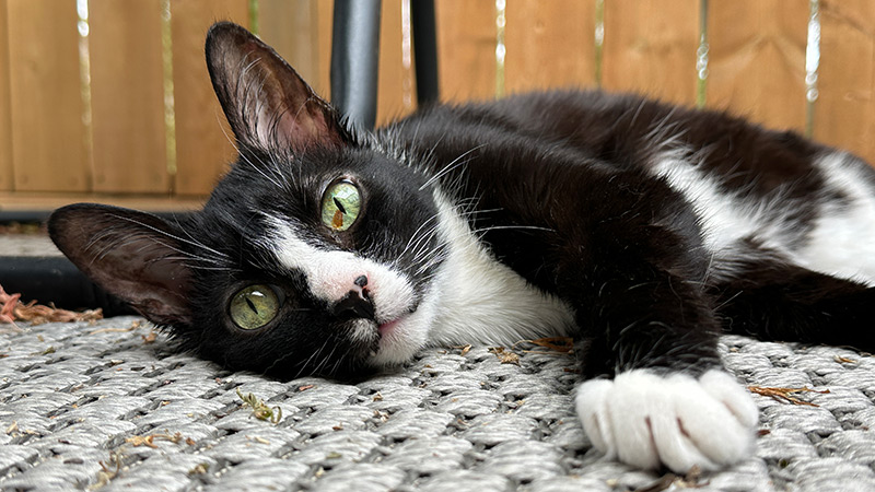 Voici Dr. Tongue, un chat couvert par Petsecure