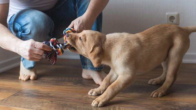 Mission chiot : essentiels et liste de vérification pour une adoption réussie