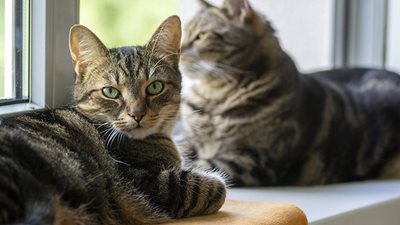 Tips for introducing cats