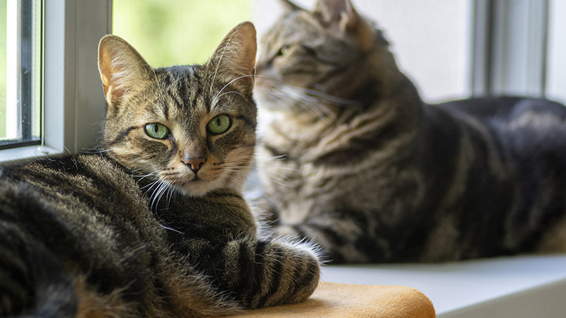 Tips for introducing cats