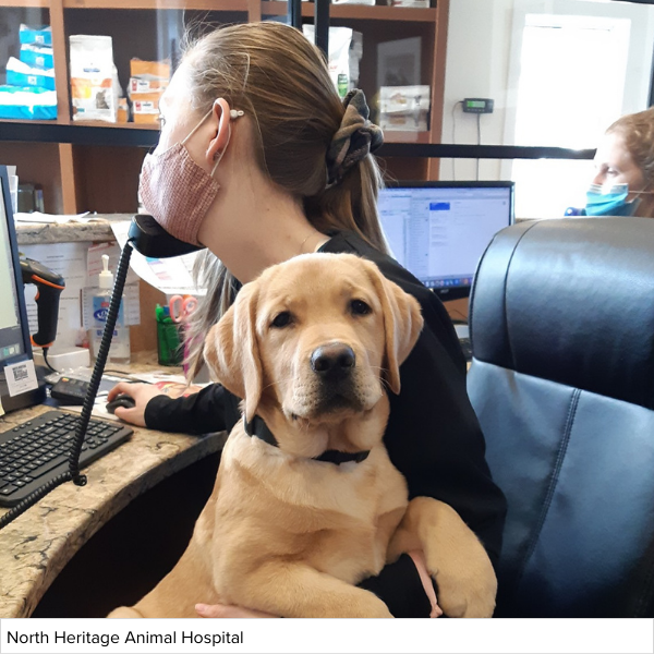 A woman sits at a desk at a veterinary clinic with a Labrador Retriever puppy in her lap.