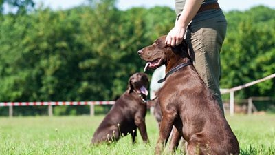 How to choose a responsible breeder