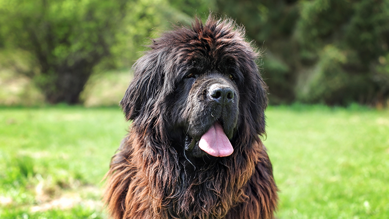 3.jpeg A black Newfoundland