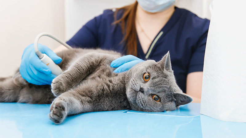 Conseils de prévention de l’empoisonnement des animaux de compagnie