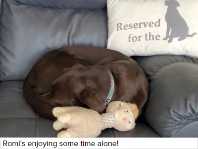 A brown dog is curled up on the couch with a toy beside its head.