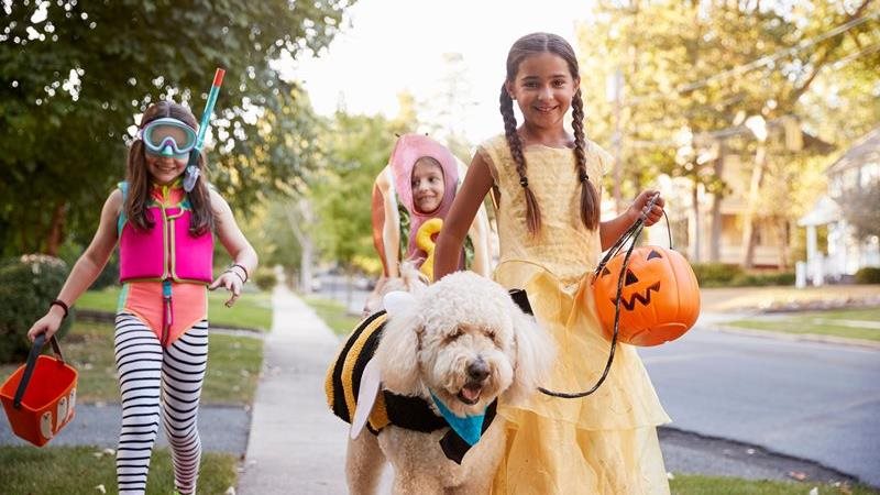 Conseils de sécurité pour les animaux à l’Halloween