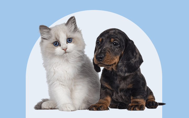 What is pet insurance?