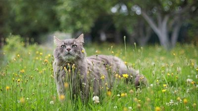 A purrrfect summer bucket list