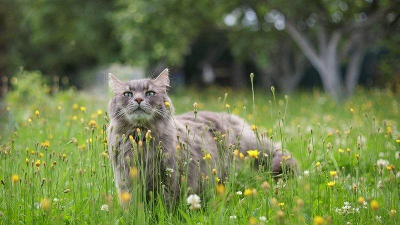 A purrrfect summer bucket list