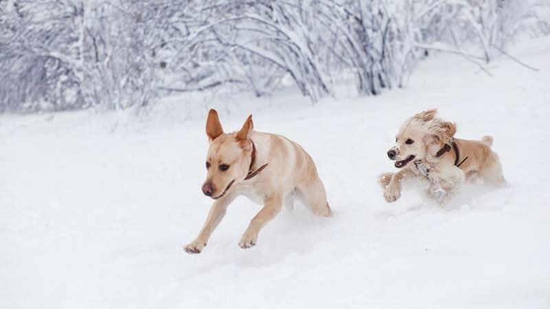 Les chiens peuvent-ils souffrir d’engelures? Ce que vous devez savoir sur les engelures aux pattes