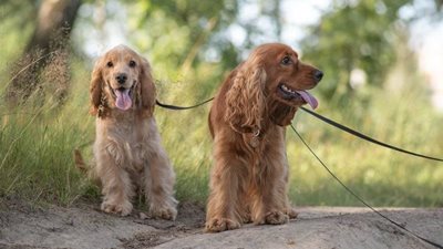 A complete owner’s guide to Cocker Spaniels