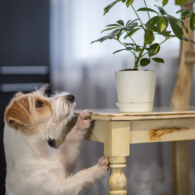 Dog-looking-at-plant.png Dog-looking-at-plant.png