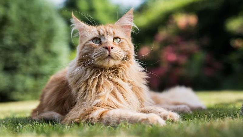 Maine coon cat lays in the grass
