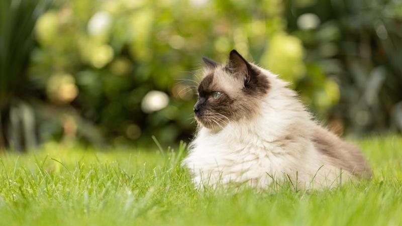 Ragdoll cat laying in the grass on a sunny day