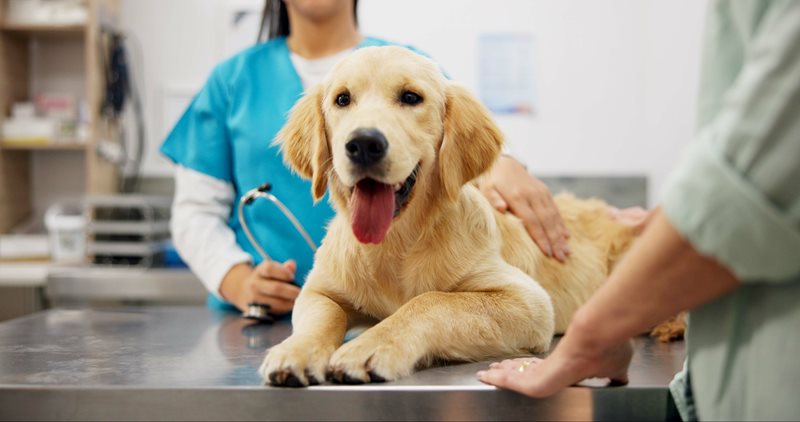Preventative care 101: a proactive approach to your dog’s health
