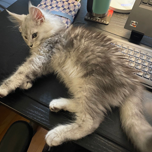 Gandalf-on-the-keyboard.png Gandalf-on-the-keyboard.png
