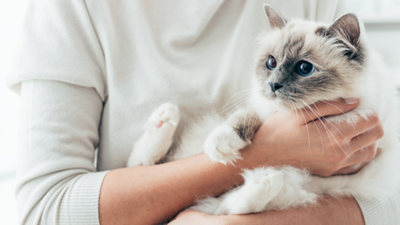 Managing diabetes mellitus in cats: causes, symptoms, and treatment