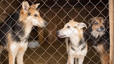 Ask a vet: can dogs catch kennel cough without going to a kennel?