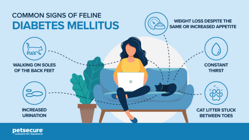 This infographic outlines the common signs of feline diabetes mellitus.