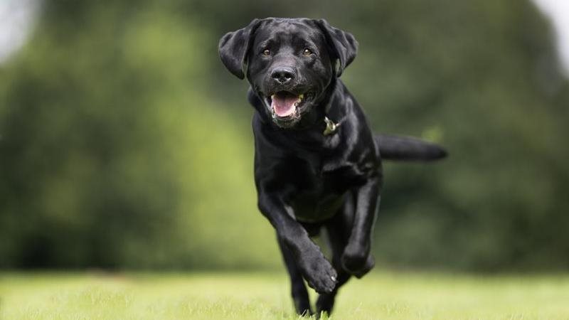 Why pet health insurance is essential: coverage, benefits and value