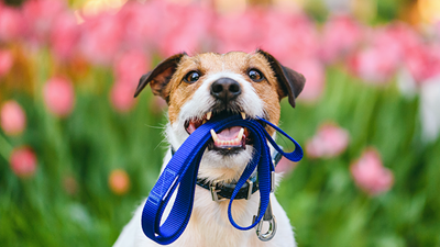 8 ways to be a greener pet parent