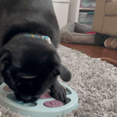 Dog tries to solve puzzle toy A large black dog tries to solve a food puzzle toy.