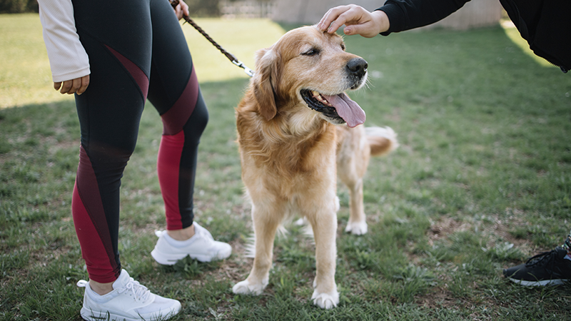 Votre chien est-il prêt à l’imprévu?