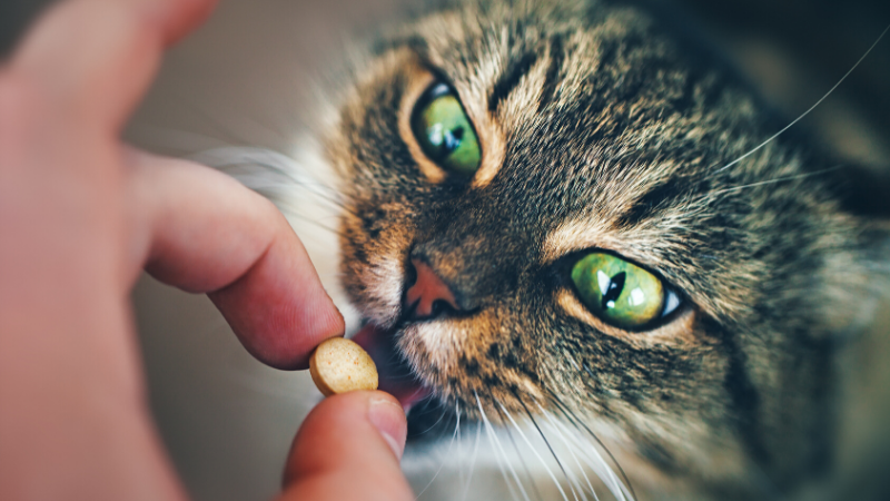 How to give your cat medicine