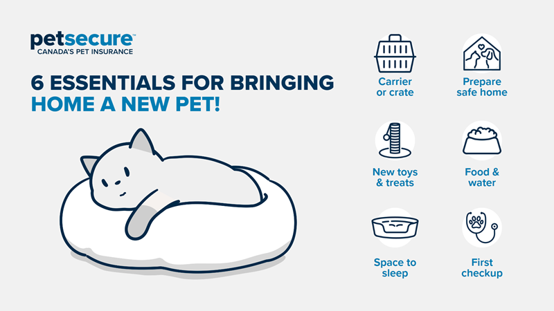 Bringing-a-new-pet-home.png Bringing-a-new-pet-home.png