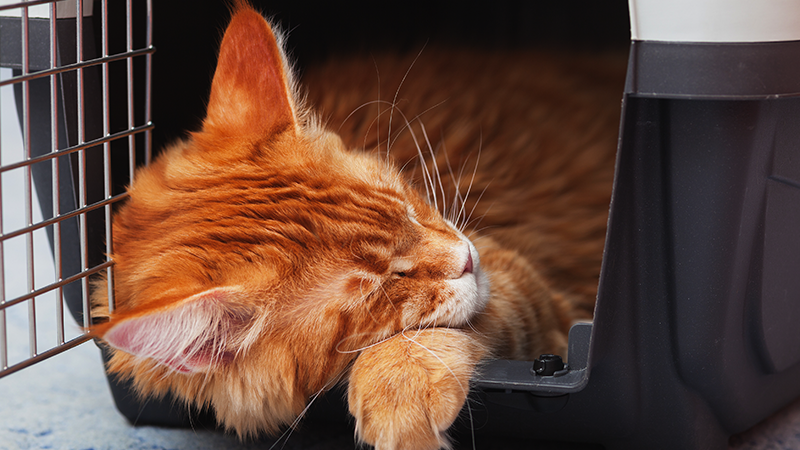 Conseils pour que votre chat soit confortable dans sa cage de transport