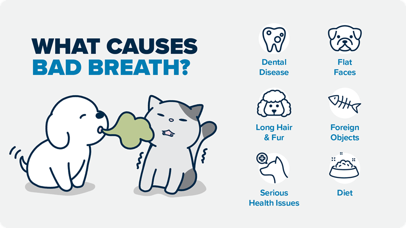 An infographic about bad breath in pets. 6 causes listed are: dental disease, flat faces, long fur, foreign objects, diet, and serious health issues.
