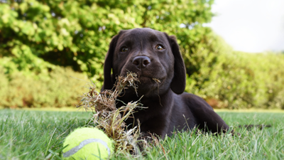 Why do dogs eat grass?
